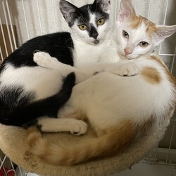 保護猫夜の譲渡会by 春日井さくら猫の会