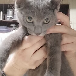 保護猫夜の譲渡会by 春日井さくら猫の会 サムネイル2