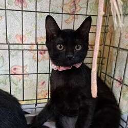 保護猫夜の譲渡会by 春日井さくら猫の会 サムネイル3