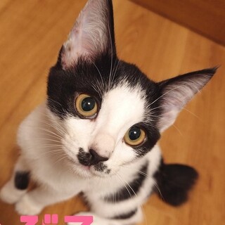 天真爛漫・背中のブチ模様もかわいい・ちょび子ちゃん