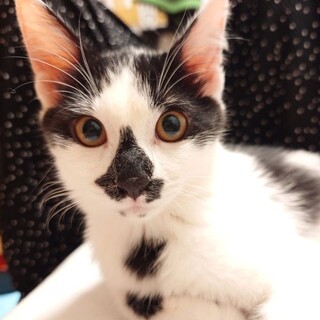 個性的なマスクが自慢？ぶっ茶くん