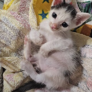 甘えん坊のかわいい男の子★家族に迎えて下さい