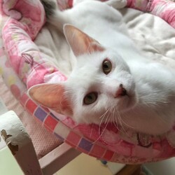 9月1日（日）島忠ホームズ所沢店譲渡会！ サムネイル2