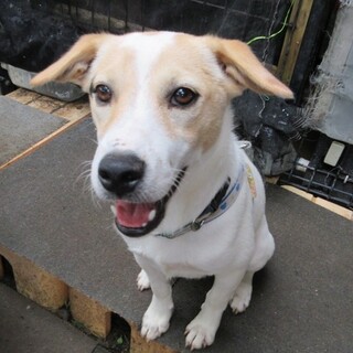 性格温厚で遊び名人。好奇心旺盛で気のいい子犬君