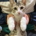子猫　④キジ白　男の子