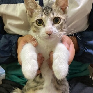 子猫　④キジ白　男の子
