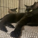 クロちゃんのずっとのお家を探しています！
