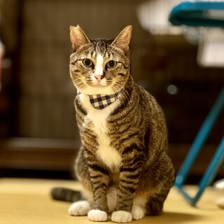 キジシロウのずっとのお家を探しています！