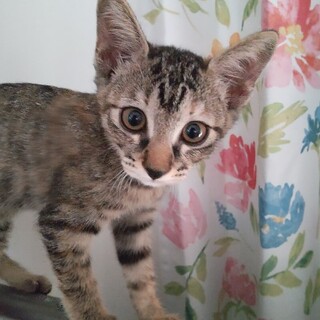 かわいい子猫です