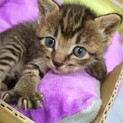離乳直後 キジトラ子猫　女の子　関西