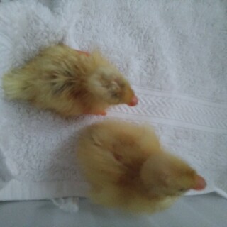 里親様が決まりました！コールダック雛 2羽 