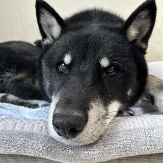 強面ですが優しい性格です（完全室内飼育）