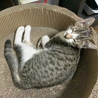 甘えん坊で元気いっぱいの子猫です