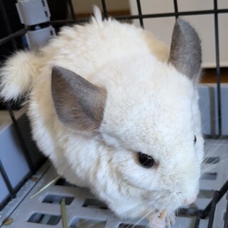 里親決まりました　ありがとうございました!