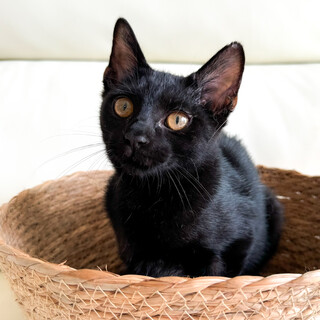 幸せを呼ぶ黒猫&カギしっぽ♡ロケットくん♂3ヶ月
