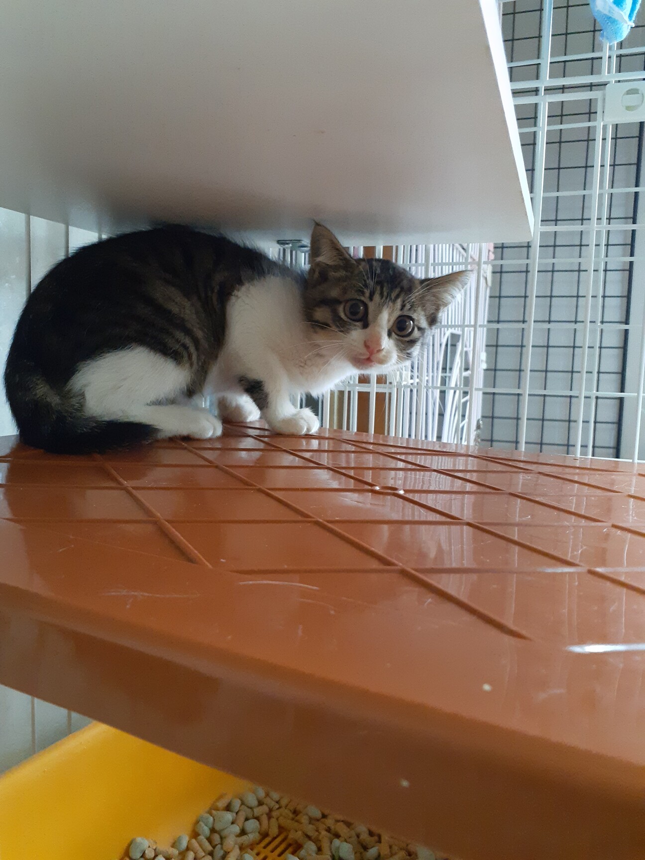 可愛い姉妹 サムネイル1