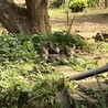 ねこなり