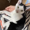 雑種白黒男の子　2024.4月末ごろ生まれ サムネイル2