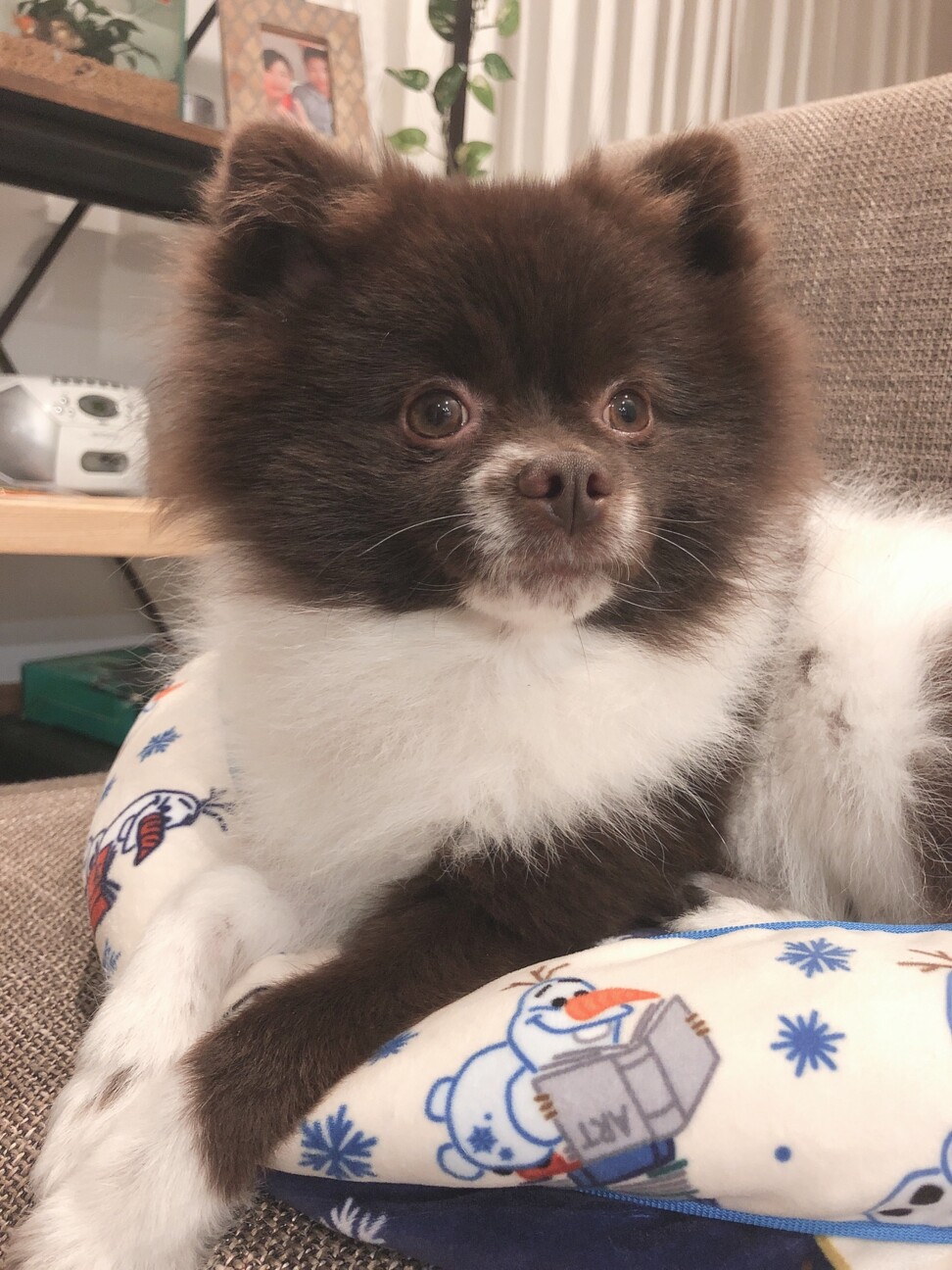 大切にして頂ける方のみ募集です」栃木県 - 犬の里親募集(498719) 5枚 