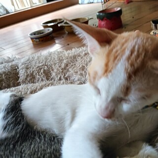 猫 初心者向けべた慣れ茶白坊や三カ月飼いやすい子猫