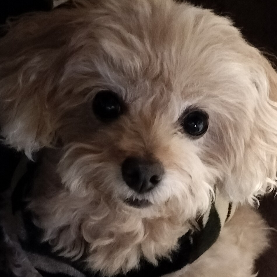 クッキーのカバー写真