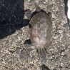[緊急9/9まで]福岡熊本クサガメ幼〜成体 サムネイル7