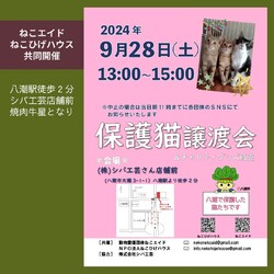 子猫～シニア猫　埼玉県八潮市　㈱シバ工芸店舗前(TX線八潮駅から徒歩２分) サムネイル1