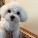 去勢済みの元気なマルチーズです
