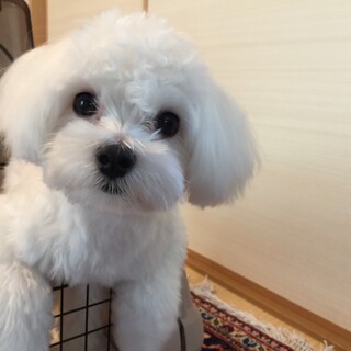 去勢済みの元気なマルチーズです