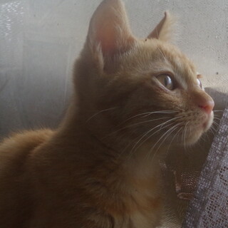 茶トラの子猫里親募集！