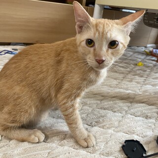 【正式譲渡】子松君→ムギ君