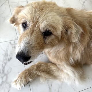 甘えん坊で元気にシニア女子メイ