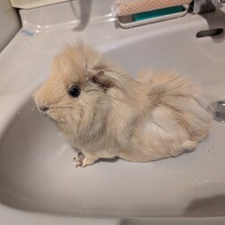 「とろろさん近況(9月)」サムネイル2