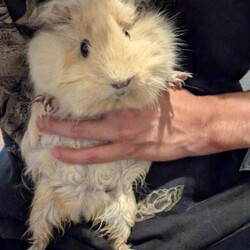 「とろろさん近況(9月)」サムネイル3