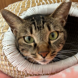 人も猫も大好き優しいキジトラのジャミーンくん