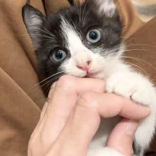 【9/15譲渡会】紅一点のおてんば娘♡リズムちゃん