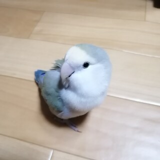 コザクラインコ　♀　約2.5歳　ホワイト系