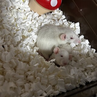 兄妹ファンシーラット　４匹中二匹怪我