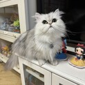 ペルシャ♀ 雑種♀
