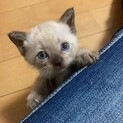 シャム柄子猫♀おとなしく賢い子です　関西