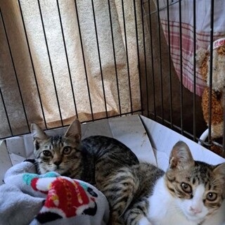 少しビビリなおっとりさん♪