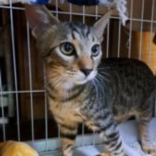 もりもり食べるでっかちゃん