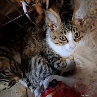 綺麗な柄が特徴♪少し少しビビリなおっとりさん！