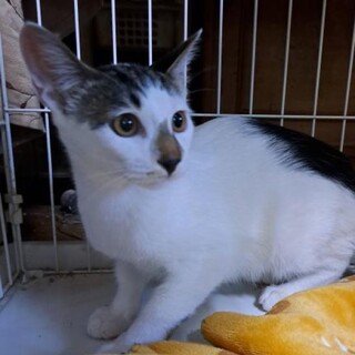 人馴れOK！毛並みが美しい控えめな男の子