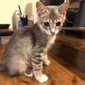 里親決定。しょうこちゃん