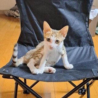 かまってちゃんな女の子