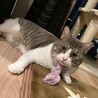 もち