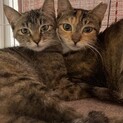 美猫姉妹！1歳  子猫3匹一緒に子育てしていました