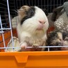 モルモット 2匹 里親募集中です。 サムネイル2