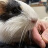 モルモット 2匹 里親募集中です。 サムネイル3